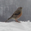 Passeriformes